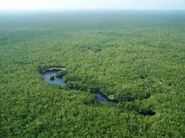 La mayoría de los países de la cuenca Amazónica están considerados entre los de mayor biodiversidad del mundo, como es el caso de Venezuela y Ecuador.