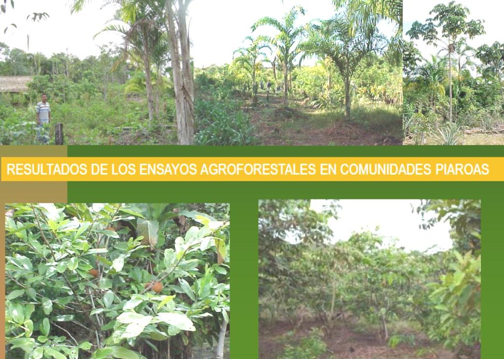 Proyecto Agroforestal Etnia Piaroa.