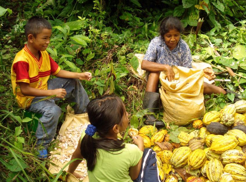 participativa, en fincas cacaoteras indígenas de