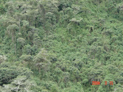 Los bosques adyancentes a las quebradas, son mayormente constituidos por árboles medianos entre 18 a 28 m, sin árboles emergentes, los generos arbóreos mas frecuentes son: Clethra sp.