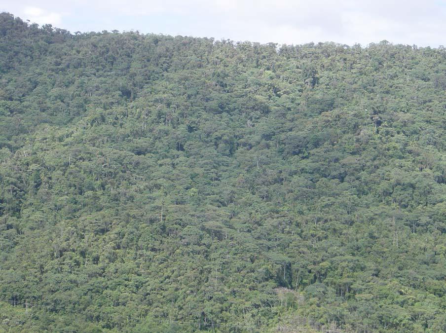 2. Bosques de las crestas de la montaña (Bosque Enano) Los suelos son muy delgados, con abundante humus y materia orgánica semidescompuesta, además de afloramientos rocosos, por la topografía muy
