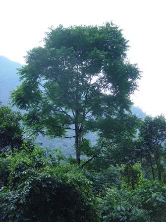 Es un Bosque muy húmedo Premontano Tropical transición a Bosque Húmedo Tropical, ubicado entre 1100 y 1550 m sobre el mar, con