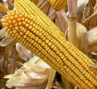 ES ARMANdI Fao 500 MAÍZ El maíz con estilo IdENTIdAd Maíz silo / maíz grano Temperatura necesaria: 2030 C (base 6 C) MORFOLOGÍA Altura de planta: Alta Inserción mazorca: Media Muy alto potencial de