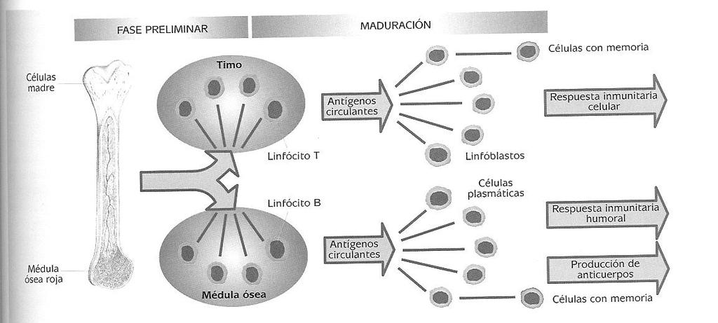 1 Els limfòcits Formen part dels glòbuls blancs de la sang am un percentatge del 20 o 30% Són la base de la immunitat cel lular i humoral, per això s anomenen cèl lules immunocompetents Es formen en