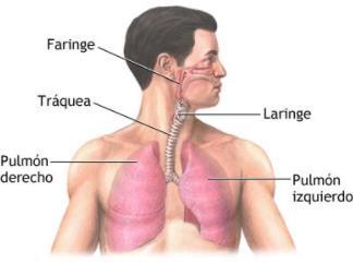 SISTEMA FONATORIO Faringe: Comunica fosas nasales, laringe y esófago. Común para respiración y digestivo.