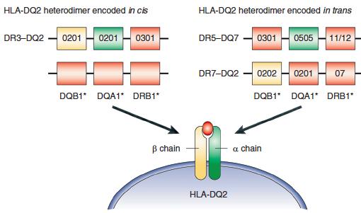 INTRODUCCIÓN Figura 3: Haplotipo DQ2 en cis (izquierda) y trans (derecha) (38) A pesar de que la mayoría de los pacientes celíacos tienen HLA DQ2 ó DQ8, alrededor de un 30% de los individuos no