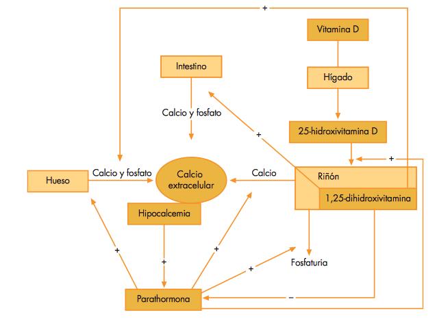 INTRODUCCIÓN Figura 6: Homeostasis del metabolismo fosfocálcico. Adaptado de Marin y cols.