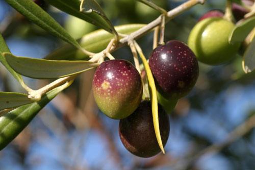 6.- CONTROL DE LAS PRINCIPALES PLAGAS Y ENFERMEDADES EN OLIVAR ECOLÓGICO Desde el punto de vista fitosanitario, el olivar, a diferencia de otros cultivos, está muy poco desequilibrado, porque el