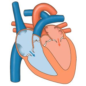 Fisioloxía do corazón: MOVEMENTOS DO CORAZÓN: Sístole: contración do músculo cardíaco Diástole: Relaxación do músculo cardíaco