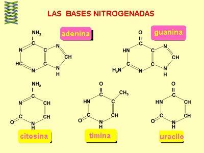 Estos ácidos nucleicos no suelen tener ninguna función de estructura, pero no por ello dejan de tener muchísima importancia.