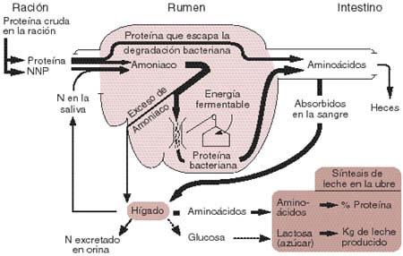 FACTORES QUE FAVORECEN EL DESARROLLO RUMINAL Sistema enzimático intestinal y páncreas