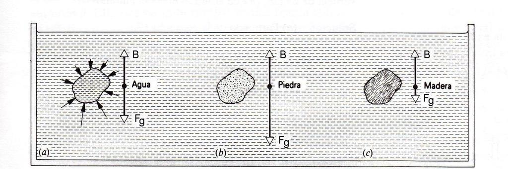 ESTÁTICA DE FLUIDOS La fuerza de empuje tiene como punto de aplicación el centro de flotación (B): Centro de gravedad del volumen del fluido que es desplazado por el objeto El peso del objeto tiene