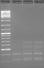 en gel FIGURA 7: Amplificación de MET2 EcoRI a partir de DNA