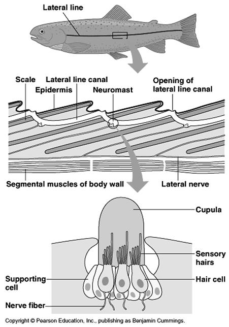 Sistemas Sensoriales y Contracción Muscular