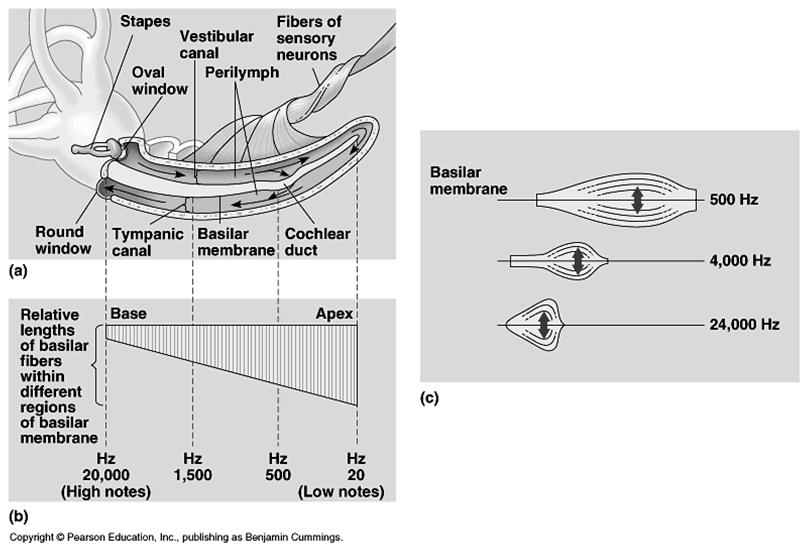 lateral en peces y transición a un sistema
