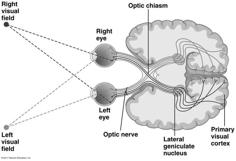 Light To optic nerve Fig. 43-, p.