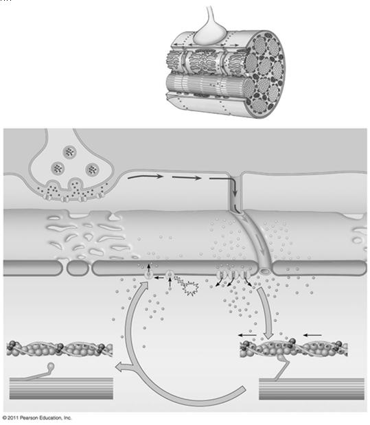 reticulum (SR) Mitochondrion Myofibril Relación de la troponina con