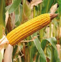 Variedades de semillas Ciclo 600 y 500 8 SY Inove El maíz con más grano Permite obtener una óptima producción en todo tipo de suelo.