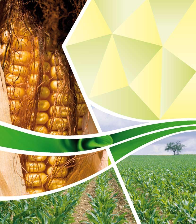 2 Juntos para producir más y mejor La planta de maíz es muy sensible a las técnicas de cultivo y, por lo tanto, es importante para el agricultor elegir los métodos más adecuados para aumentar la