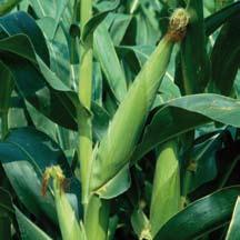 Artesian TM 4 Numerosos ensayos realizados por Syngenta (incluso en países no europeos) han confirmado la superioridad de los híbridos Artesian TM en comparación con el maíz convencional.