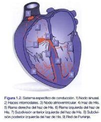 ANALISIS DEL RITMO El ritmo normal del corazón es sinusal y este se origina en el Nodo