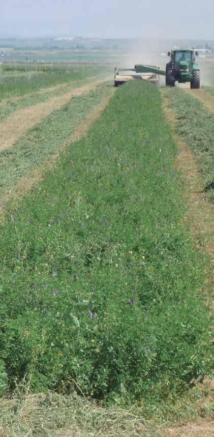 Leguminosas Alfalfa (Medicago sativa) Leguminosa forrajera más importante debido a su elevada productividad y calidad bromatológica. Es una planta perenne, vivaz y de porte erecto.
