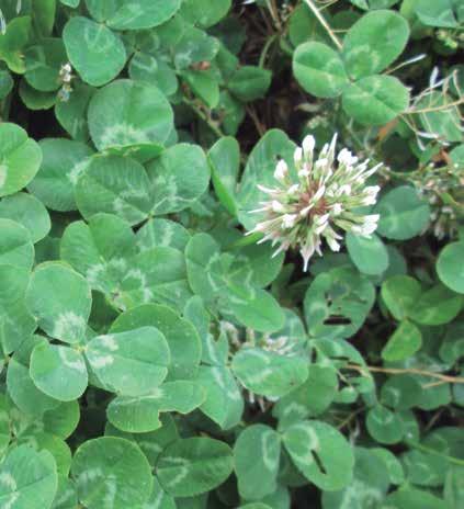 TRÉBOL BLANCO Trifolium repens enano Es la leguminosa más resistente al pastoreo y forma parte de la mayoría de las praderas