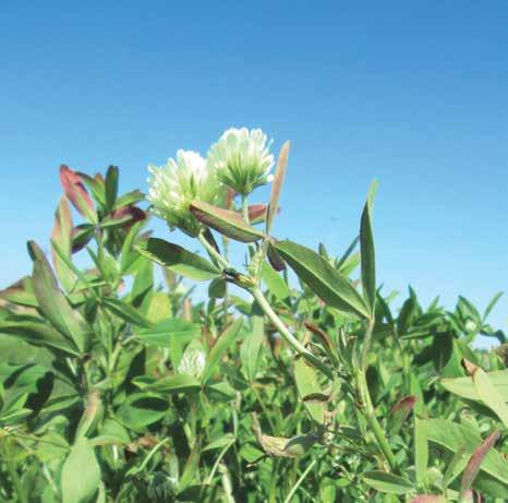 Trifolium resupinatum Elevada productividad en primavera y gran capacidad de rebrote.