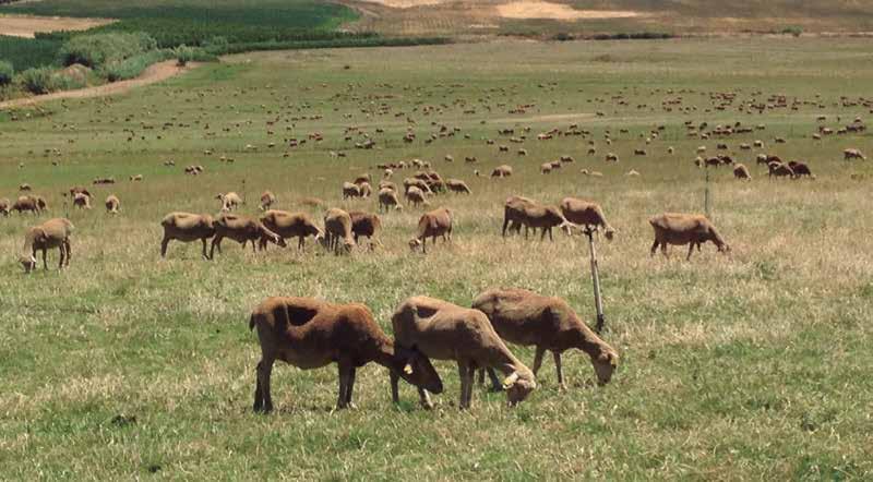 PERMANENT La gama PERMANENT se caracteriza por presentar una mayor durabilidad de la pradera debido a las especies que la componen tienen diferente perennidad. Su uso principal es para pastoreo.