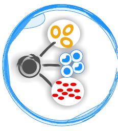 Diferenciación de las CPH Glóbulos rojos: se encargan de transportar O 2 a los tejidos Glóbulos blancos: (linfocitos, neutrófilos, monocitos, basófilos,