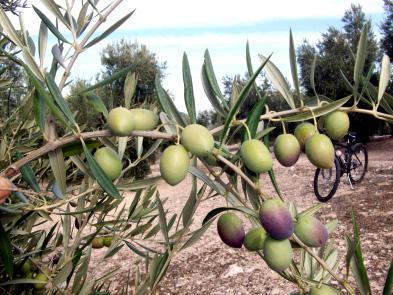 Jaén seguirá liderando la producción andaluza de aceituna de almazara y aceite de oliva, con una estimación de 764.045 toneladas de aceituna de molino que se traducen en 170.000 toneladas de aceite.