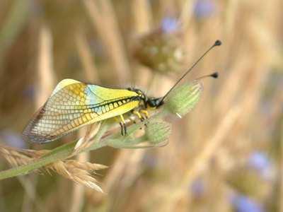 Familia Ascalaphidae Adultos alargados, con aspecto de libélulas. Cabeza con abundante pilosidad.