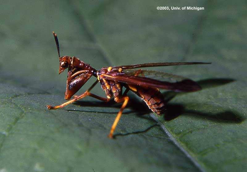 Familia Mantispidae Antenas cortas Protórax alargado Patas anteriores raptoras Mimetismo de himenópteros sociales