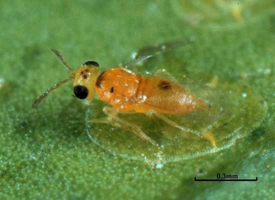 Aphelinidae y Encyrtidae Muy pequeños 0.5 a 3.