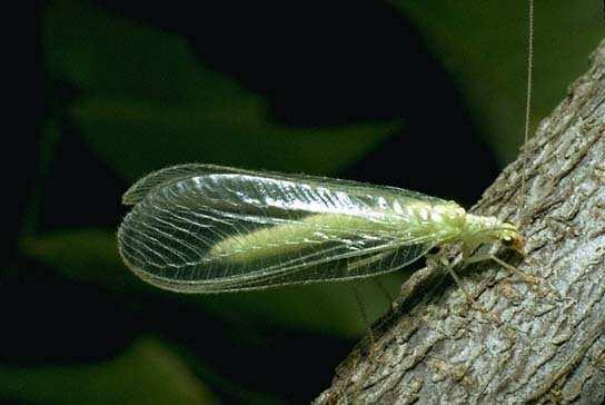 Familia Chrysopidae Distribución cosmopolita, con más de 2000 spp. Antenas filiformes, largas. Ojos frecuentemente con brillo metálico. Cuerpo generalmente verde claro, amarillo.