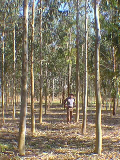 Plantaciones forestales Masa