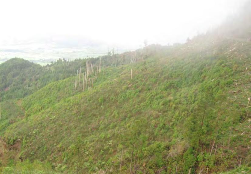 Plan de Gestión Forestal de la Propiedad Lomba Grande da Lomba do Loução Esta propiedad, ubicada en la isla de San Miguel (Azores), más conocida como Mata da Povoação, patrimonio de Somague Editor,