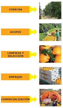 3 Jugo concentrado de limón Para obtener jugo de limón se emplea aproximadamente 17 kg de limón para obtener 1 kg de jugo concentrado.