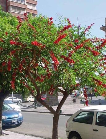 11. Árbol y flor nacional de nuestro país; es originario de Sudamérica.
