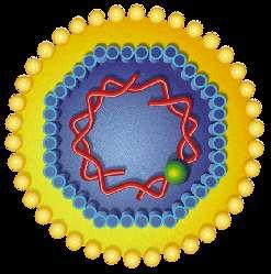 Virus de la hepatitis A (VHA) Hepatitis infecciosa