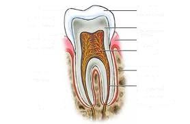 Ficha 3: LOS DIENTES Coloca las partes del diente en el dibujo donde correspondan: Hueso Encía Esmalte Pulpa Dentina Nervios y vasos sanguíneos Completa el texto con las palabras que tienes a la