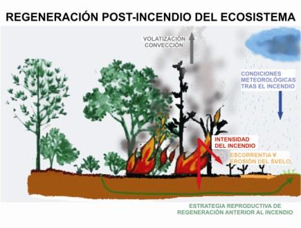Consecuencias de los incendios en los suelos y el ciclo del agua asociaciones simbióticas plantas microorganismos (p. ej. la formación de micorrizas disminuye).