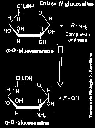 El enlace N-Glucosídico se forma entre un -OH