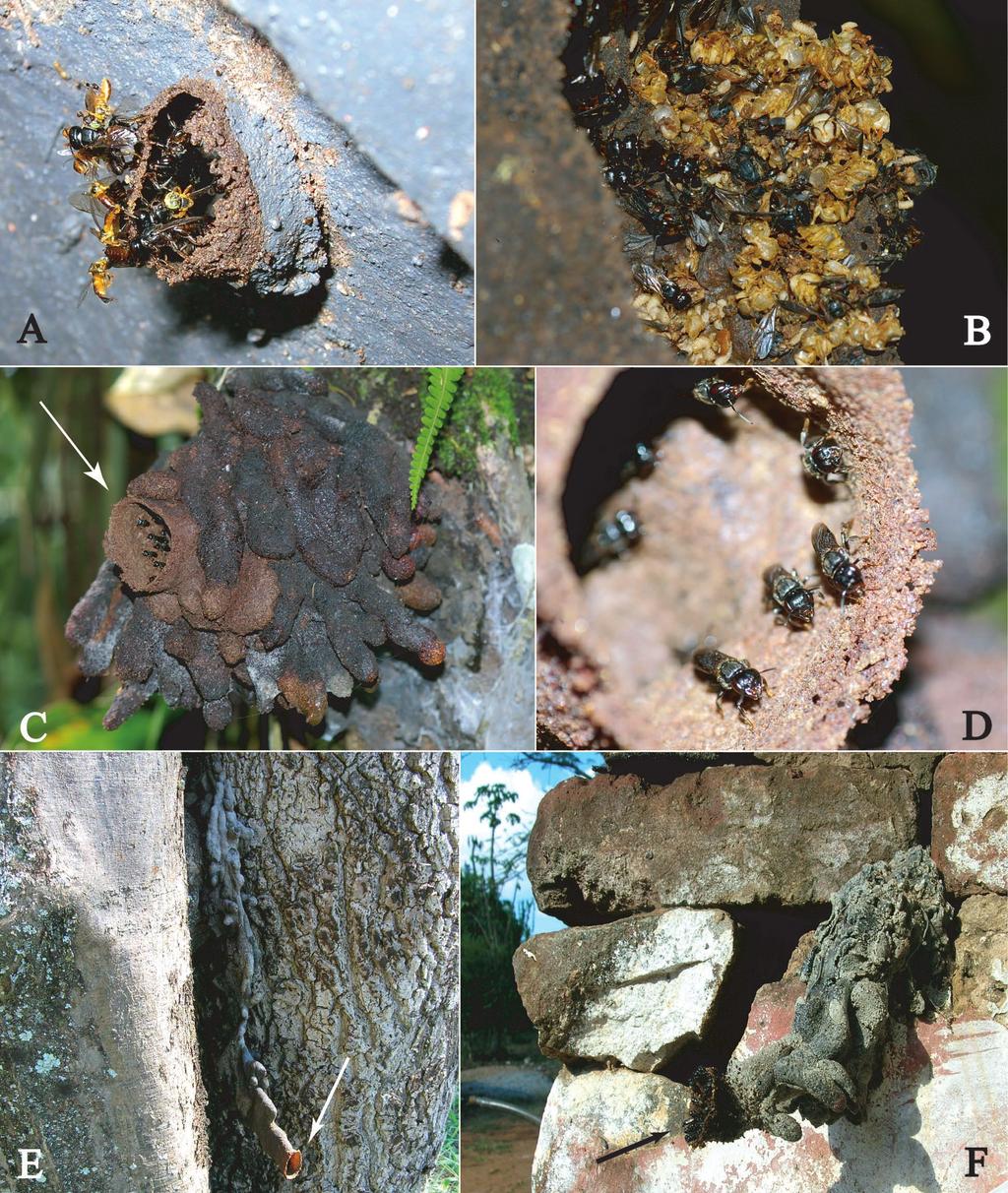 320 Revista Colombiana de Entomología Victor H. Gonzalez y cols. Figura. 1. Comportamiento y diversidad de formas en la entrada de los nidos de Lestrimelitta. A L.