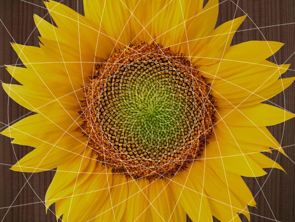 El principio de Fibonacci 3 5 1 2 1 13 8 Acreditado en el girasol La naturaleza es un ingeniero con maestría.