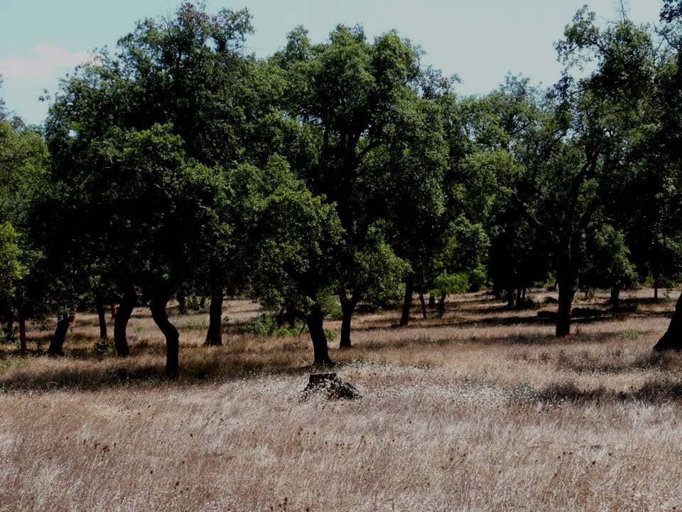 Dehesas La dehesa es un tipo de ecosistema de bosque mediterráneo muy influenciado por la actividad humana.