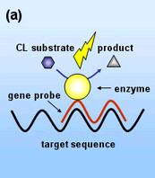 Sondas de ADN Sustancia radioactiva 32 P o 35 S Compuesto fluorescente Esteres de acridina Enzima Peroxidasa