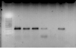 Staphylococcus aureus 1 2 3 4 5 6 7 8 meca Caracterización feno-genotípica de cepas de Staphylococcus aureus resistentes