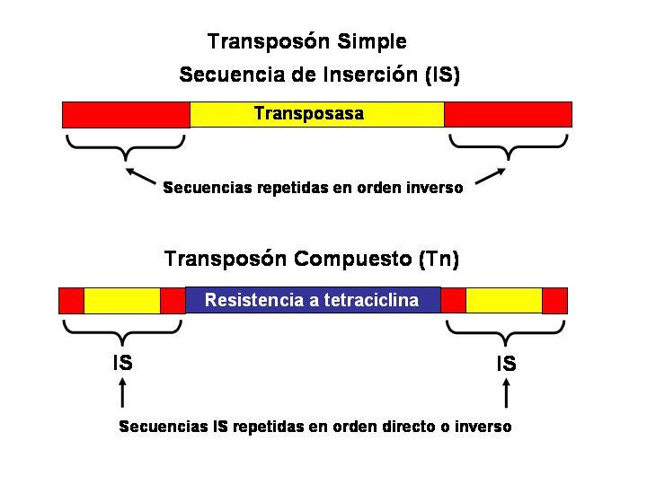 Transposones Secuencia de ADN que puede saltar de un sitio a otro del ADN Pueden moverse dentro del ADN cromosómico, entre