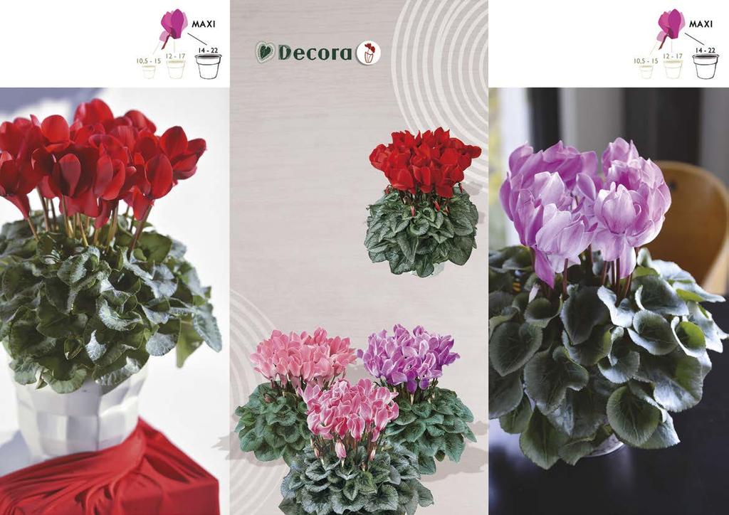 Decora BLUSH > Flor grande y follaje plateado > Porte muy redondo > Flores de larga duración 2210 Rojo decora Rouge